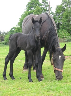 Selkie's filly on 3rd day